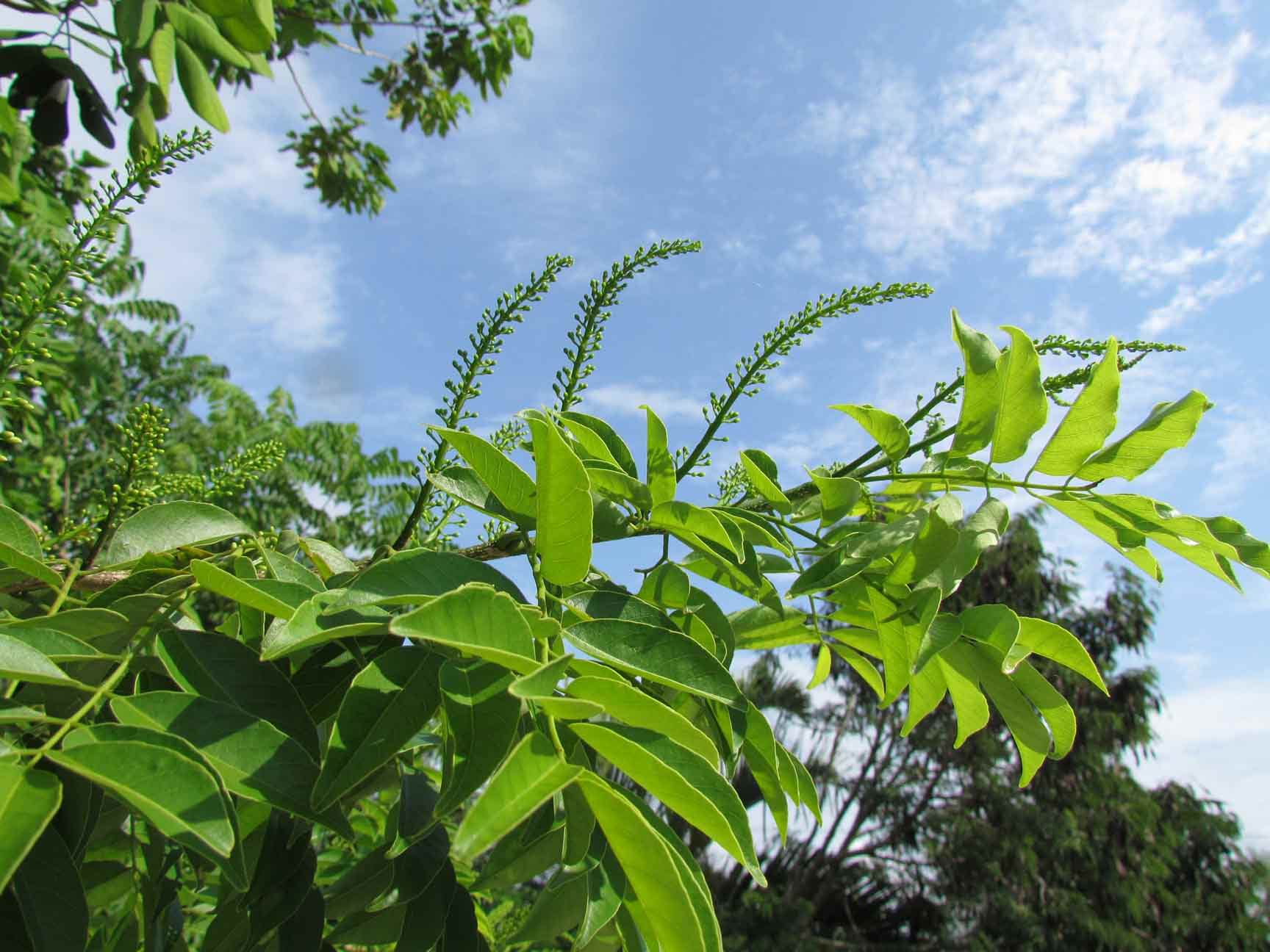 Lonchocarpus punctatus